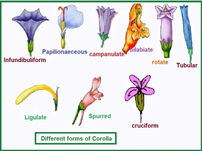 Flower construction reference