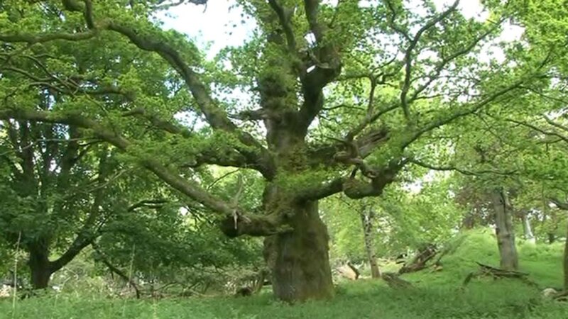 Ancient oak in Welsh forest