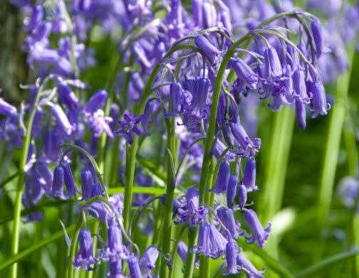 English Bluebell Planning 1
