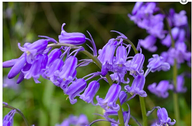 English Bluebell Planning 2