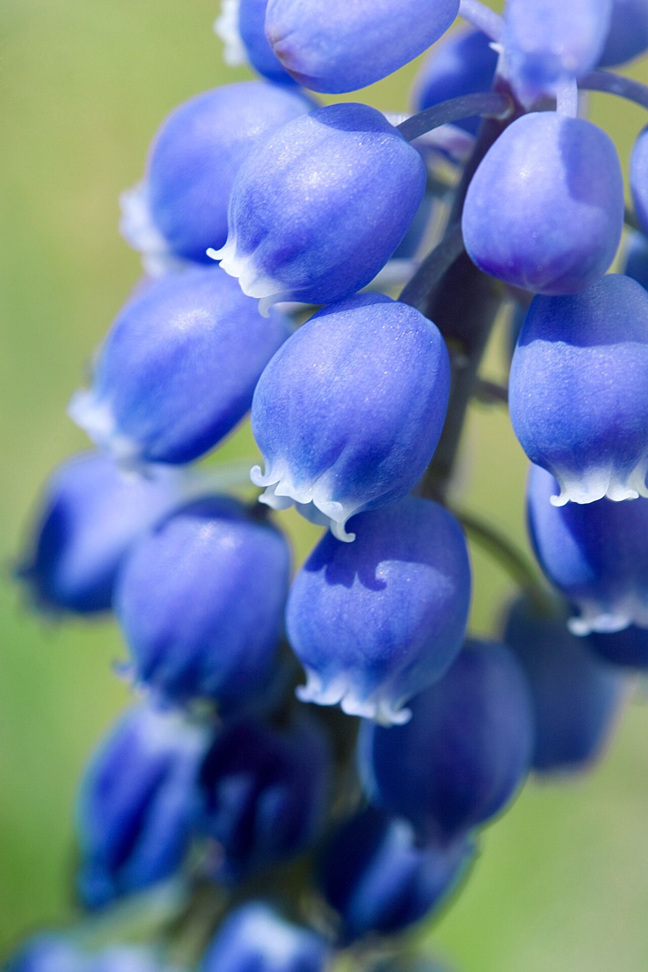 Muscari Planning