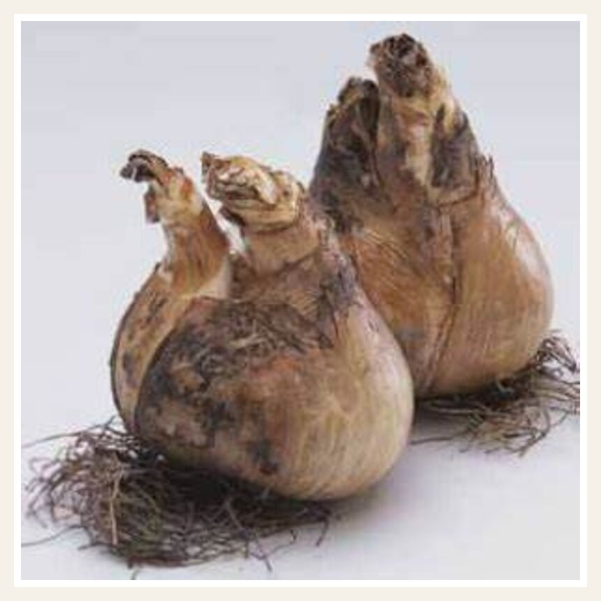 Daffodil Bulb Planning