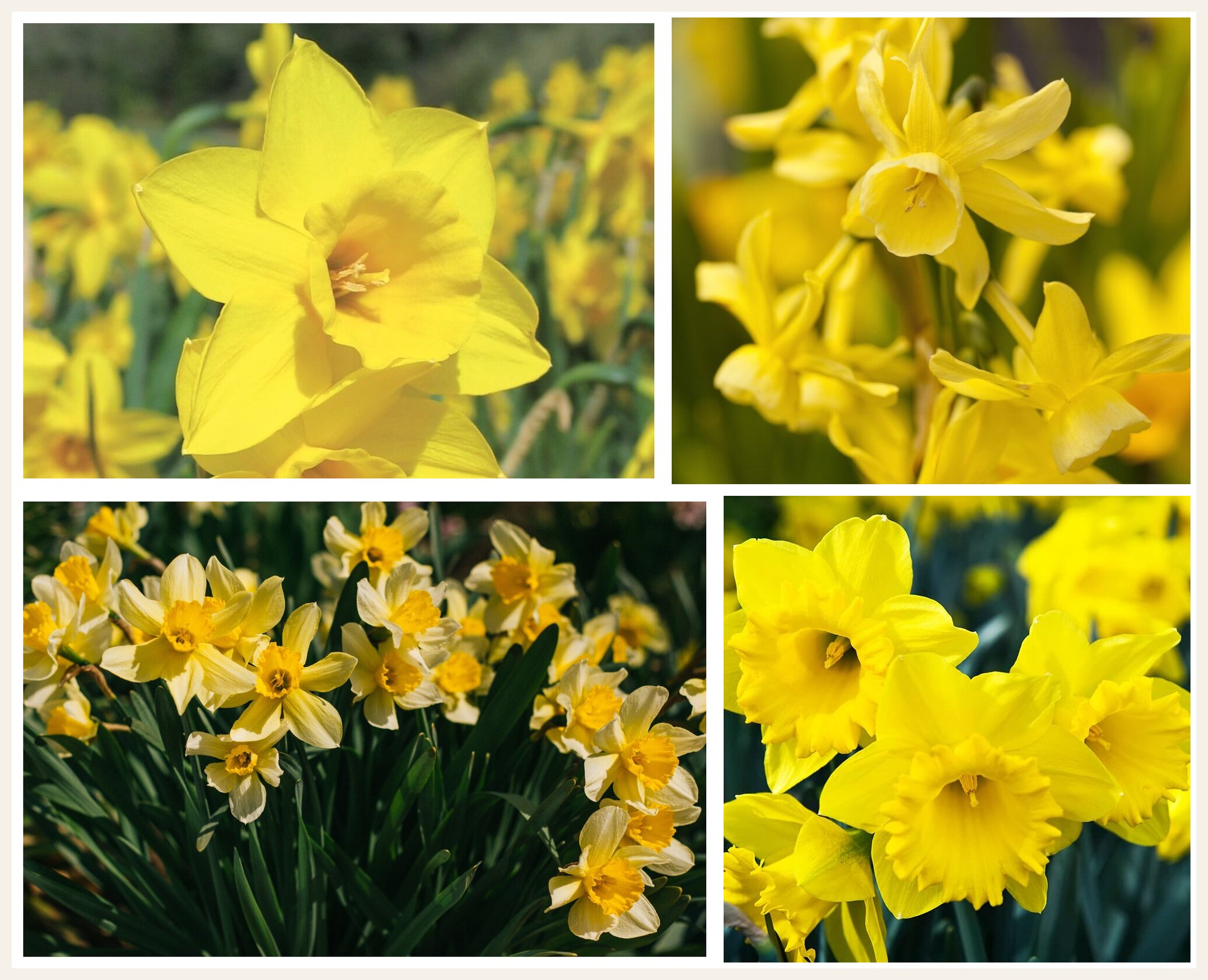 Daffodil Flowers 1
