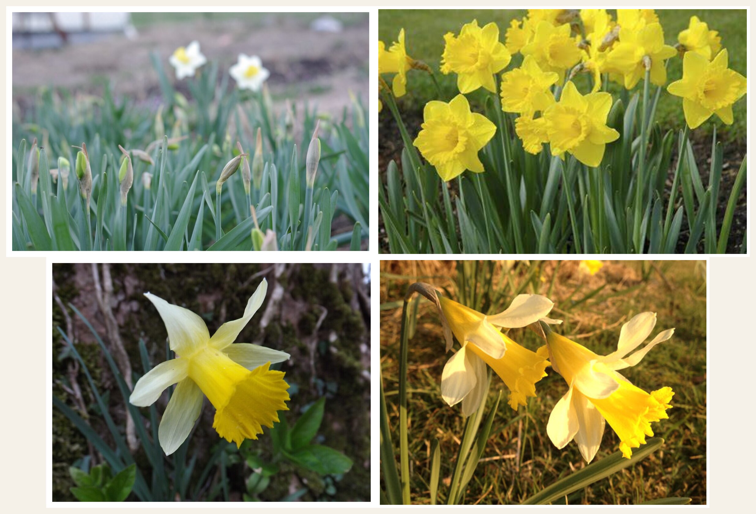 Daffodil Flowers 3