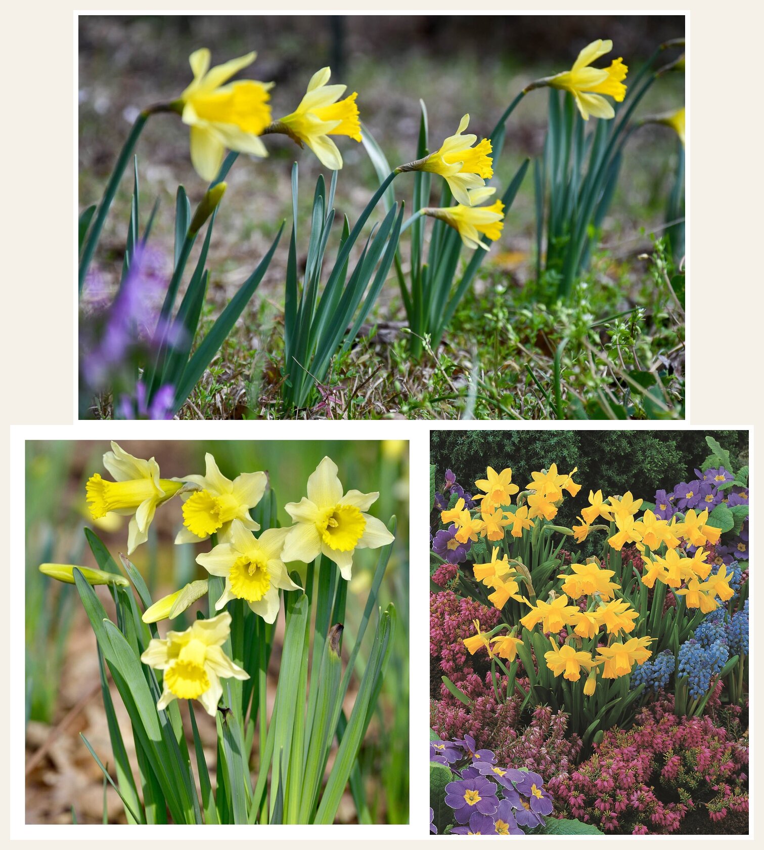 Daffodil Scenes Planning